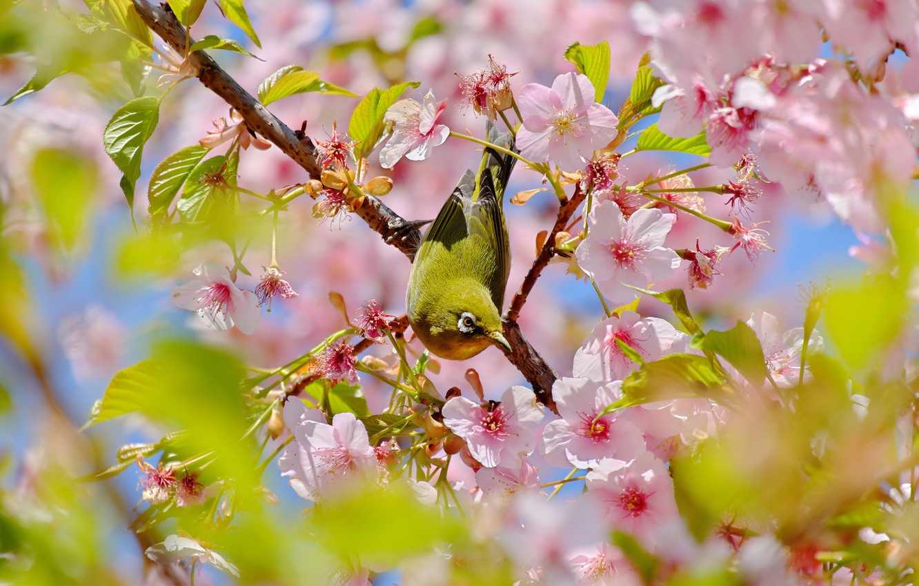 Wallpaper Flowers Branches Nature Background Bird Beauty