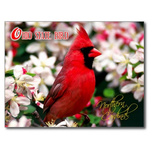 Ohio State Bird Of Northern Cardinal HD Walls Find Wallpaper