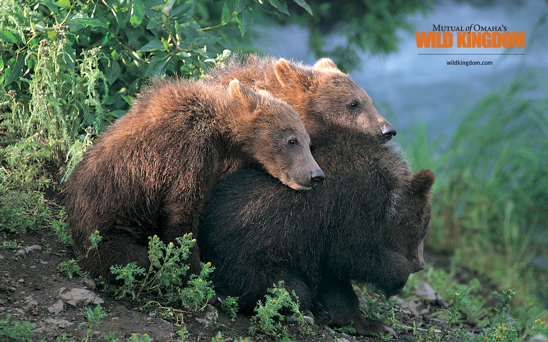 Brown Bears Wallpaper Stock Photos