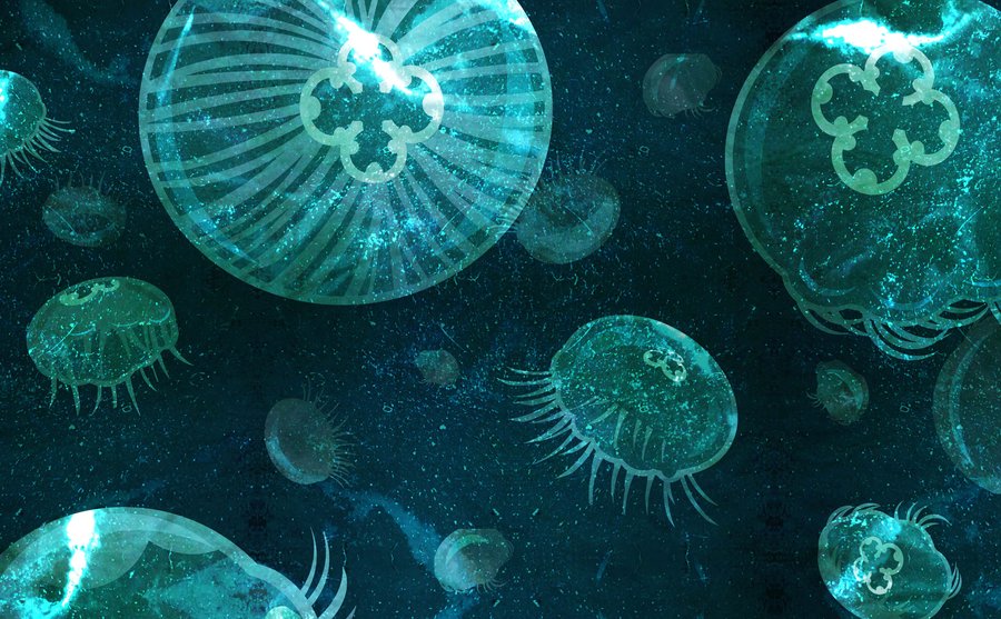 Moon Jellyfish Wallpaper HD By