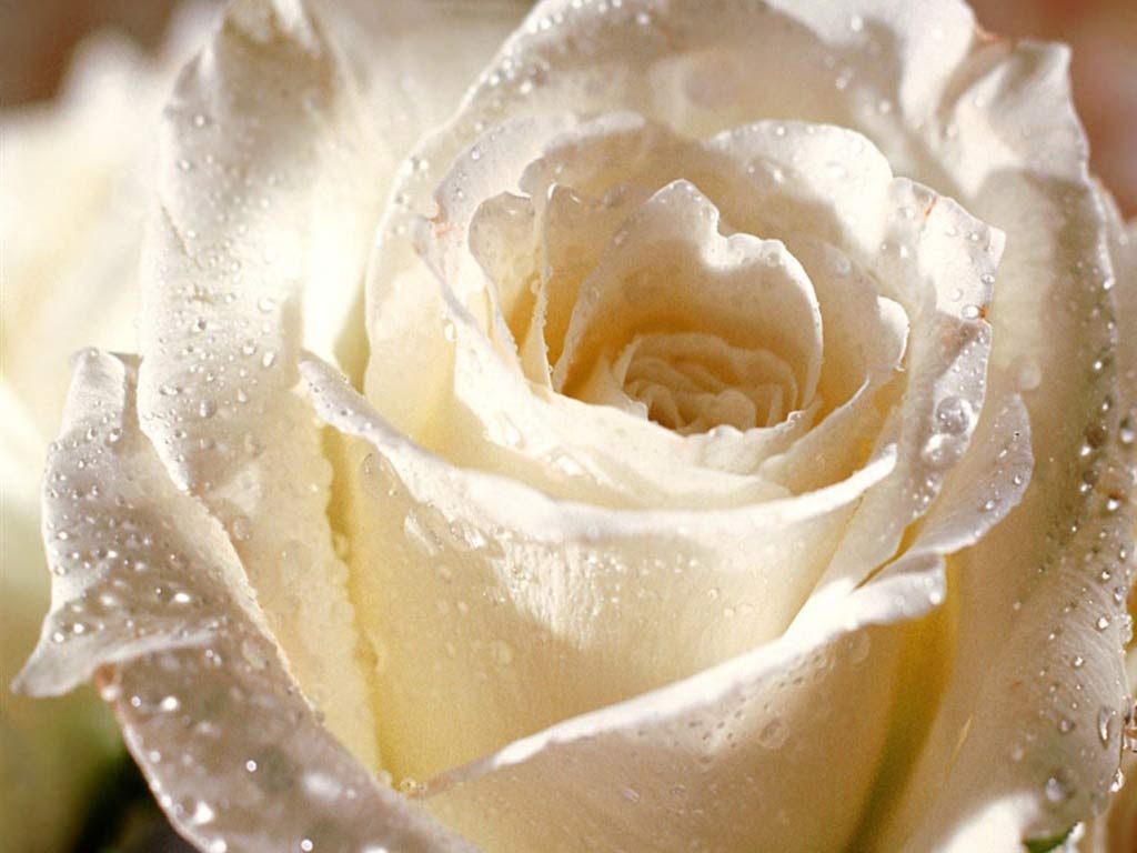 White Flower Wallpaper
