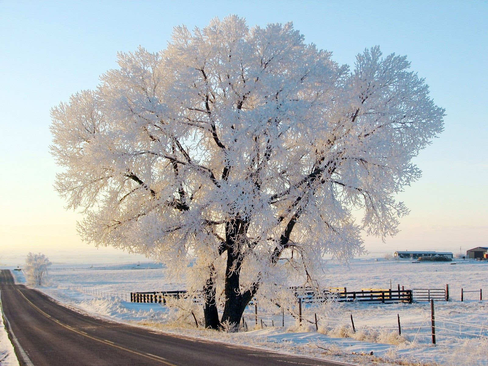 A large tree covered in hoarfrost stands beside a snowy road on a clear winter day. A wooden fence and farm buildings are visible in the background