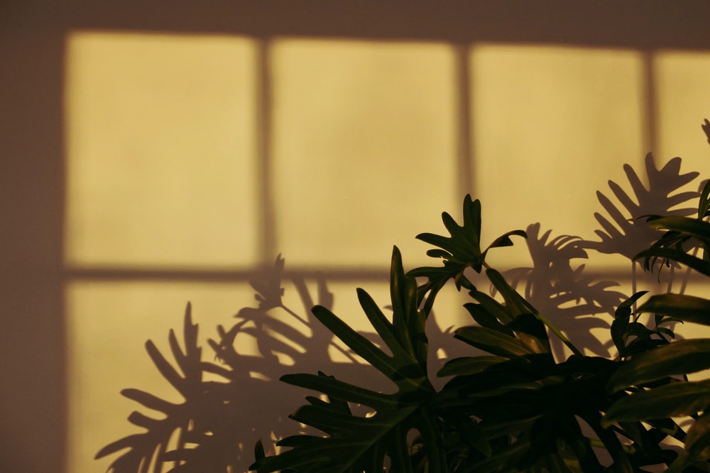 Plant Shadow Pictures Image