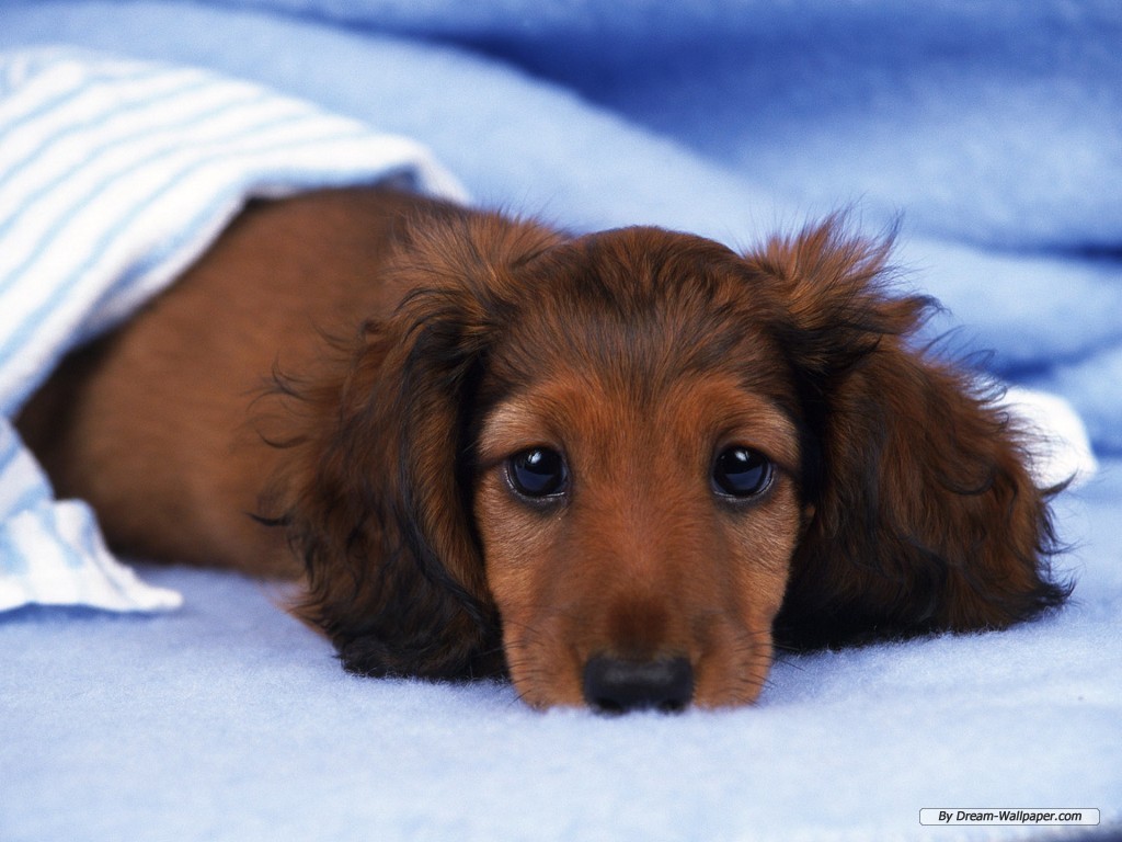 Anime Wallpaper D Dachshund Slideshow In Am You Can Look