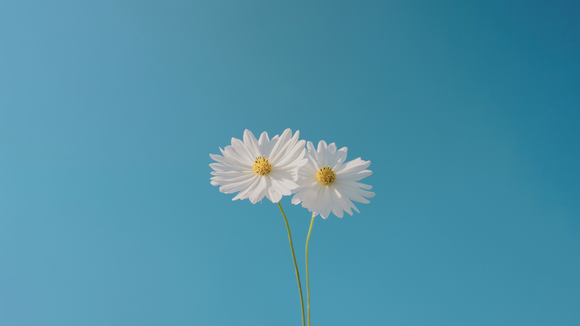 Wallpaper For Laptop HD Flowers