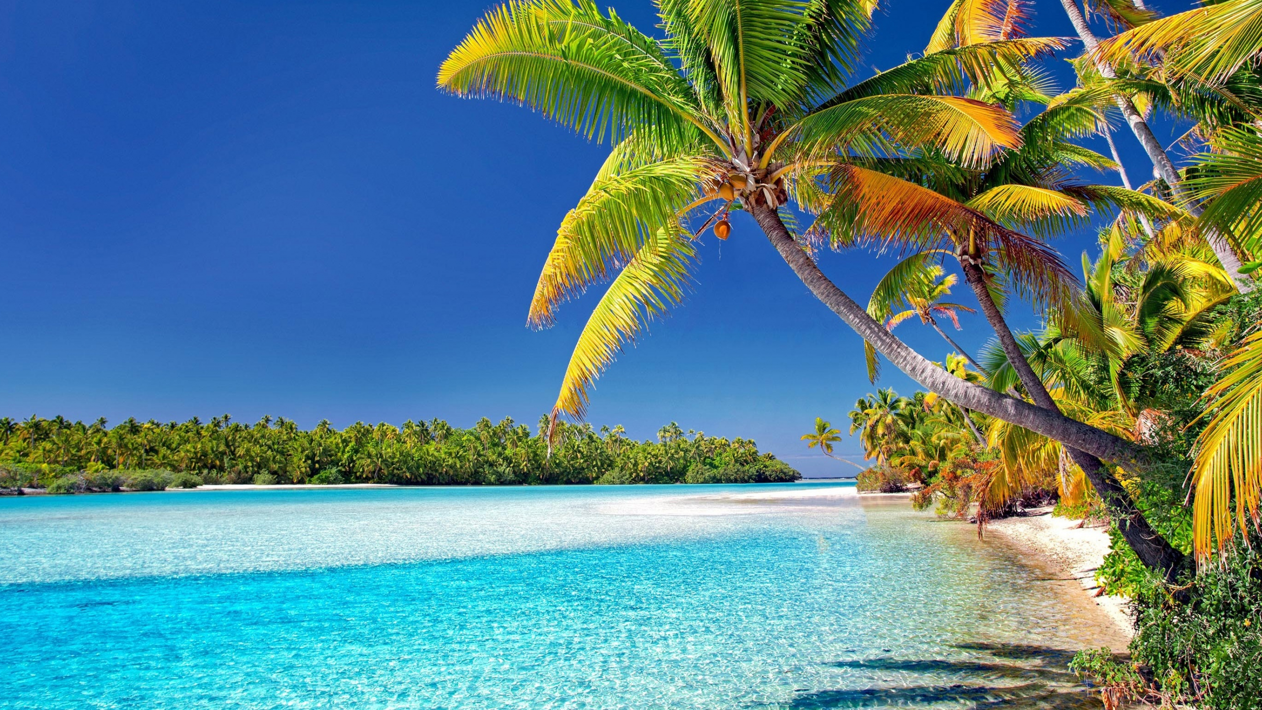 Wallpaper Cook Islands Beach Sunny Day Palm