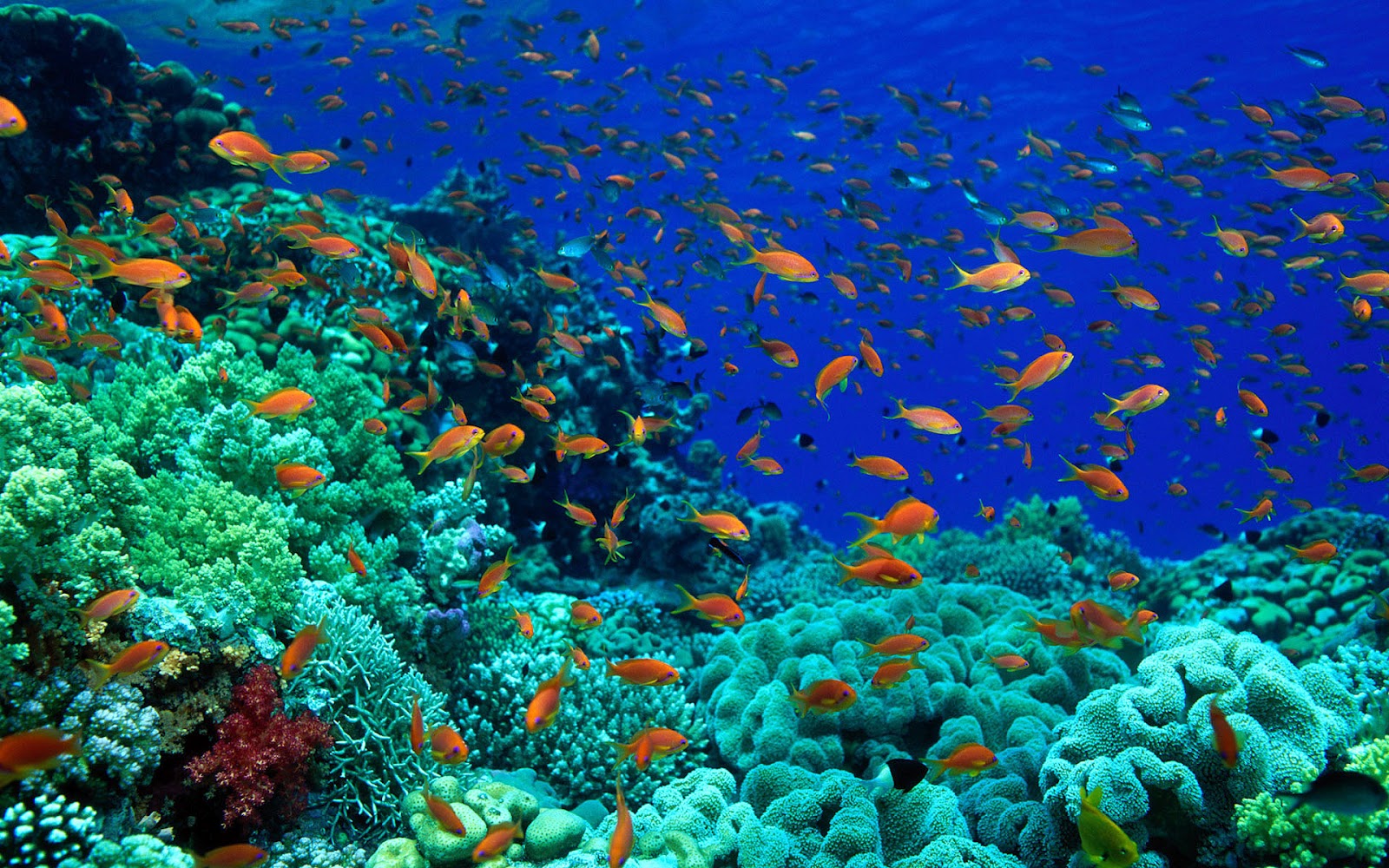 Marine Life Wallpaper With Yellow Fish In Athe Deep Blue Sea