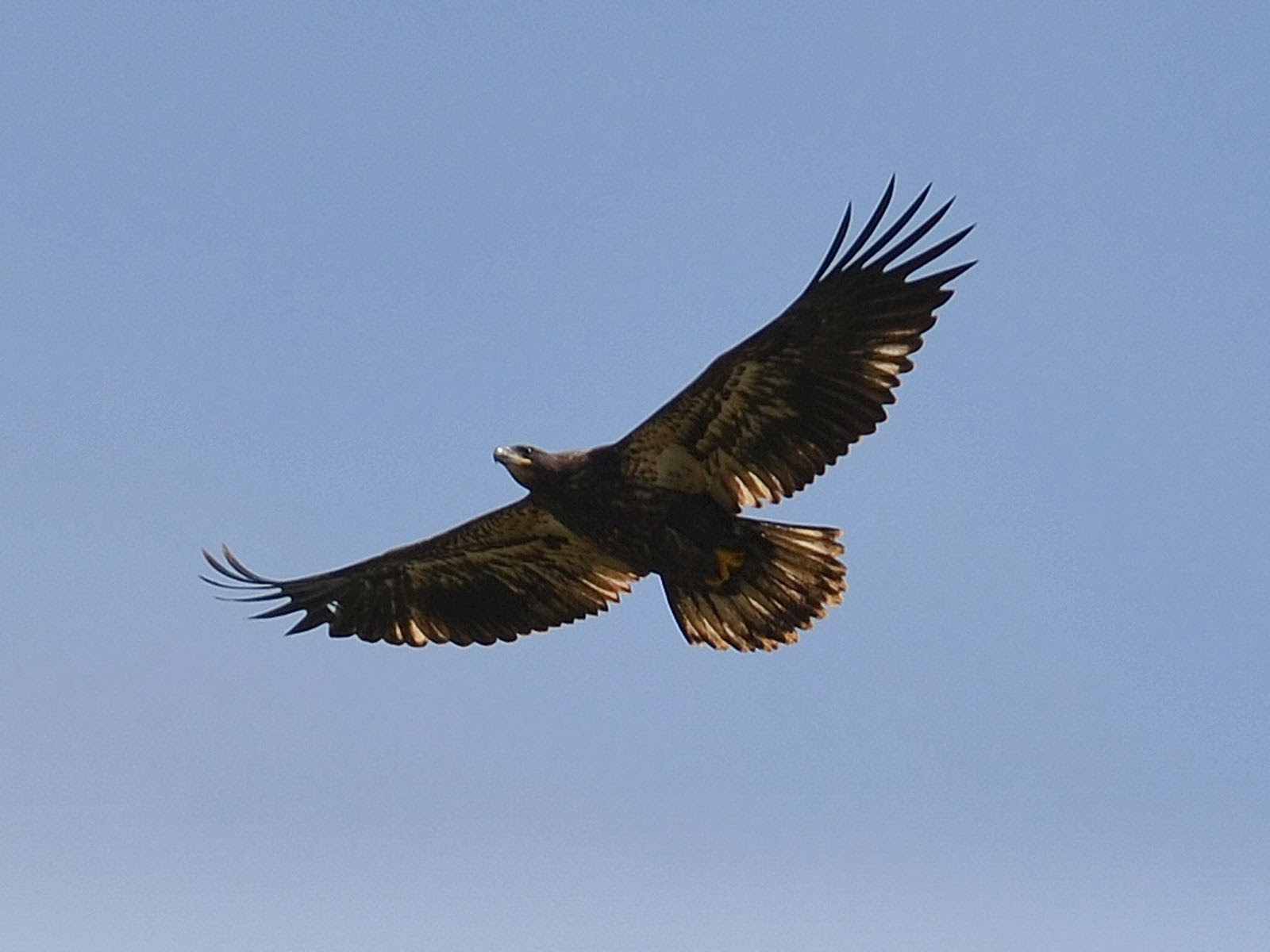 Wallpaper Juvenile Bald Eagle