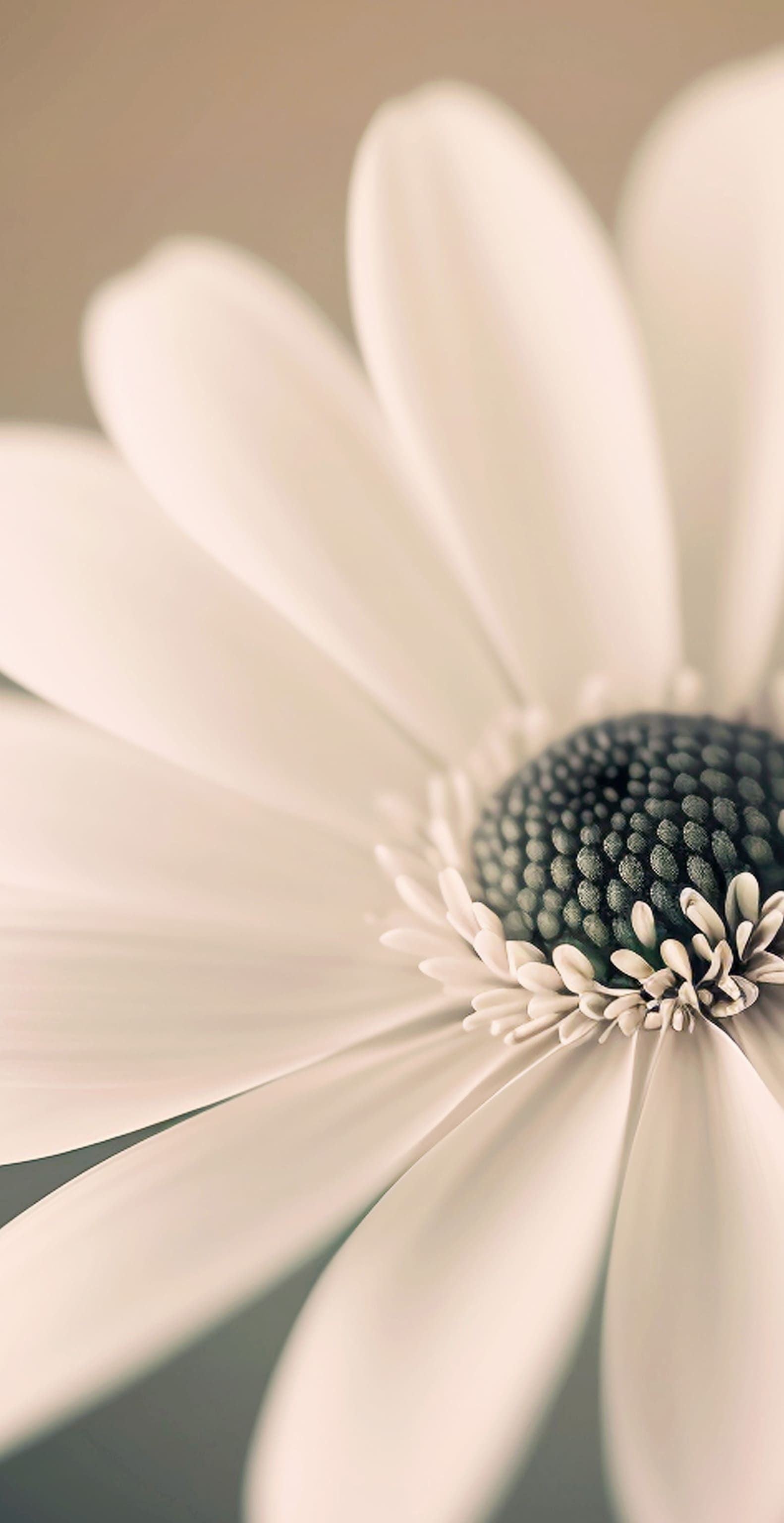 iPhone Wallpaper By Beautiful HD S