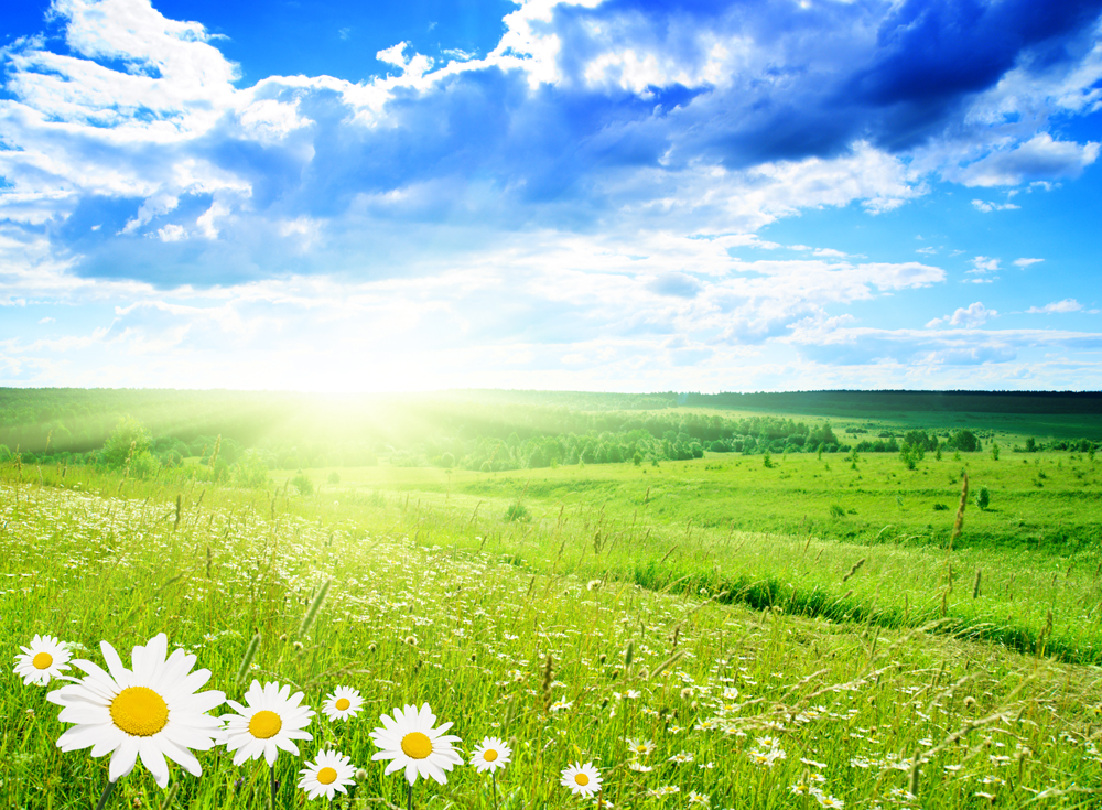 Field Of Daisies And Perfect Sky Wall Mural Ohpopsi Wallpaper