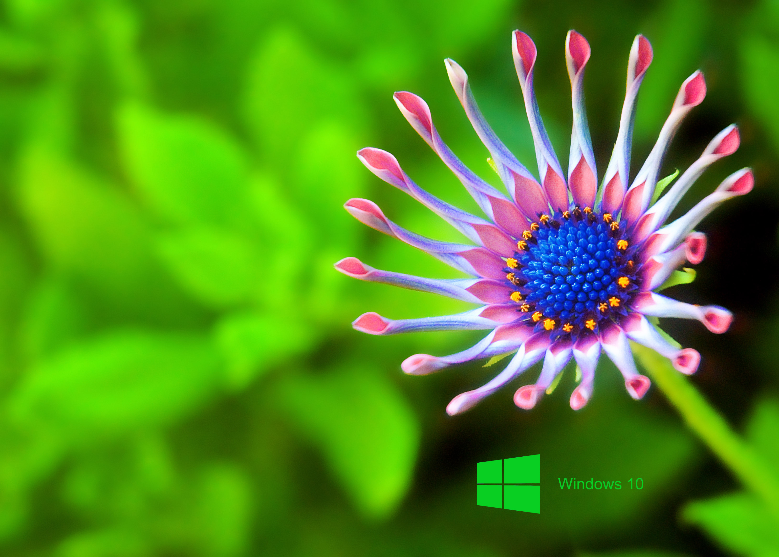Laptop HD Wallpaper For Windows