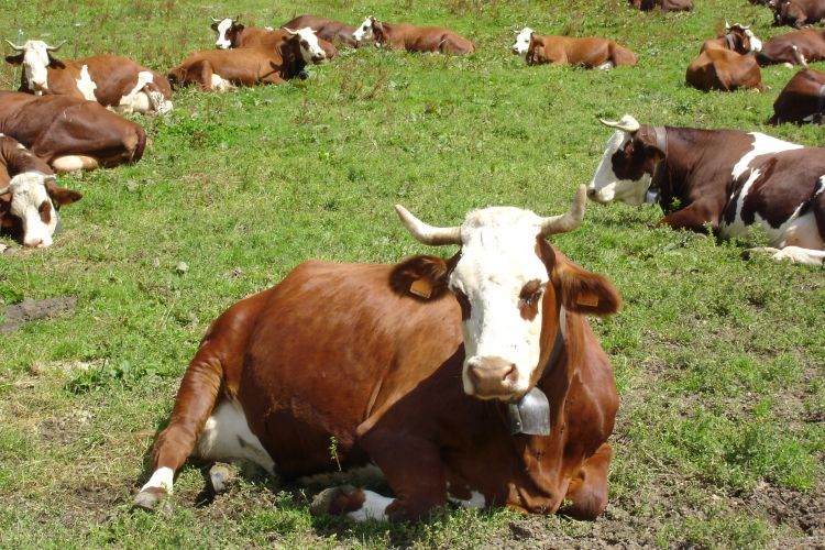 Wallpaper Animals Cows Bulls Beef