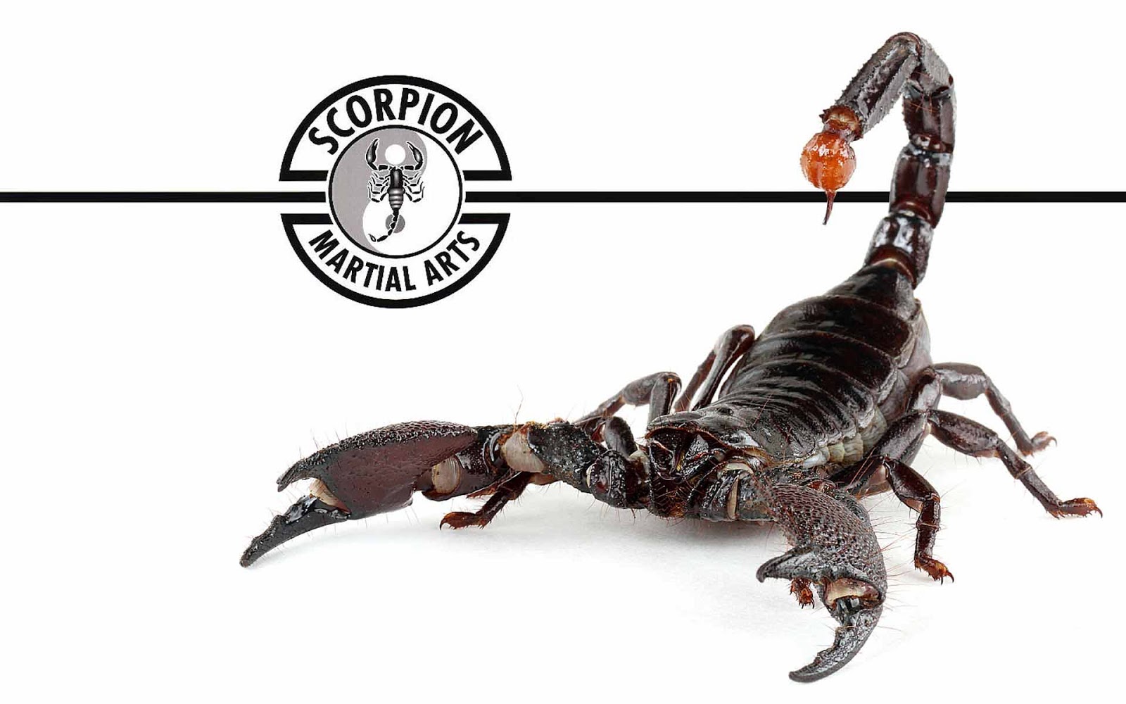 Share To Labels Scorpion Robot