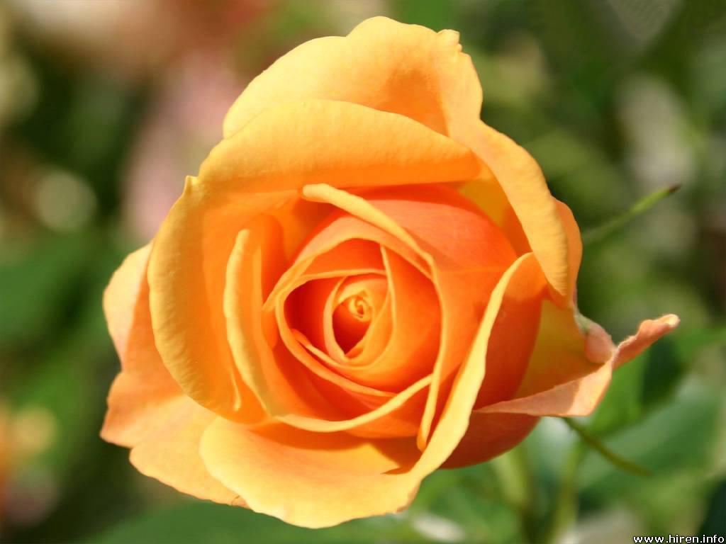Yellow Rose Flowers   Flower HD Wallpapers Images PIctures Tattoos