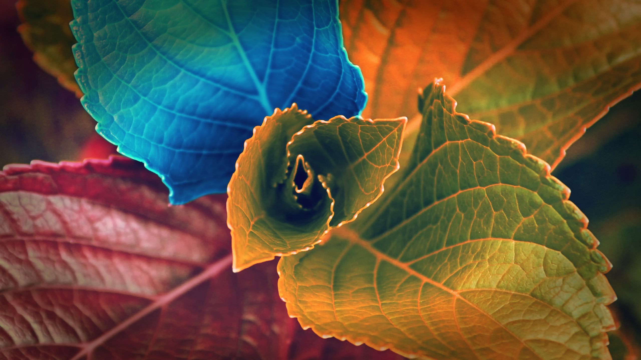 Colors Of Leaves Wallpaper HD