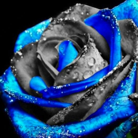 Descubrir 94+ imagen blue rose background - Thcshoanghoatham-badinh.edu.vn