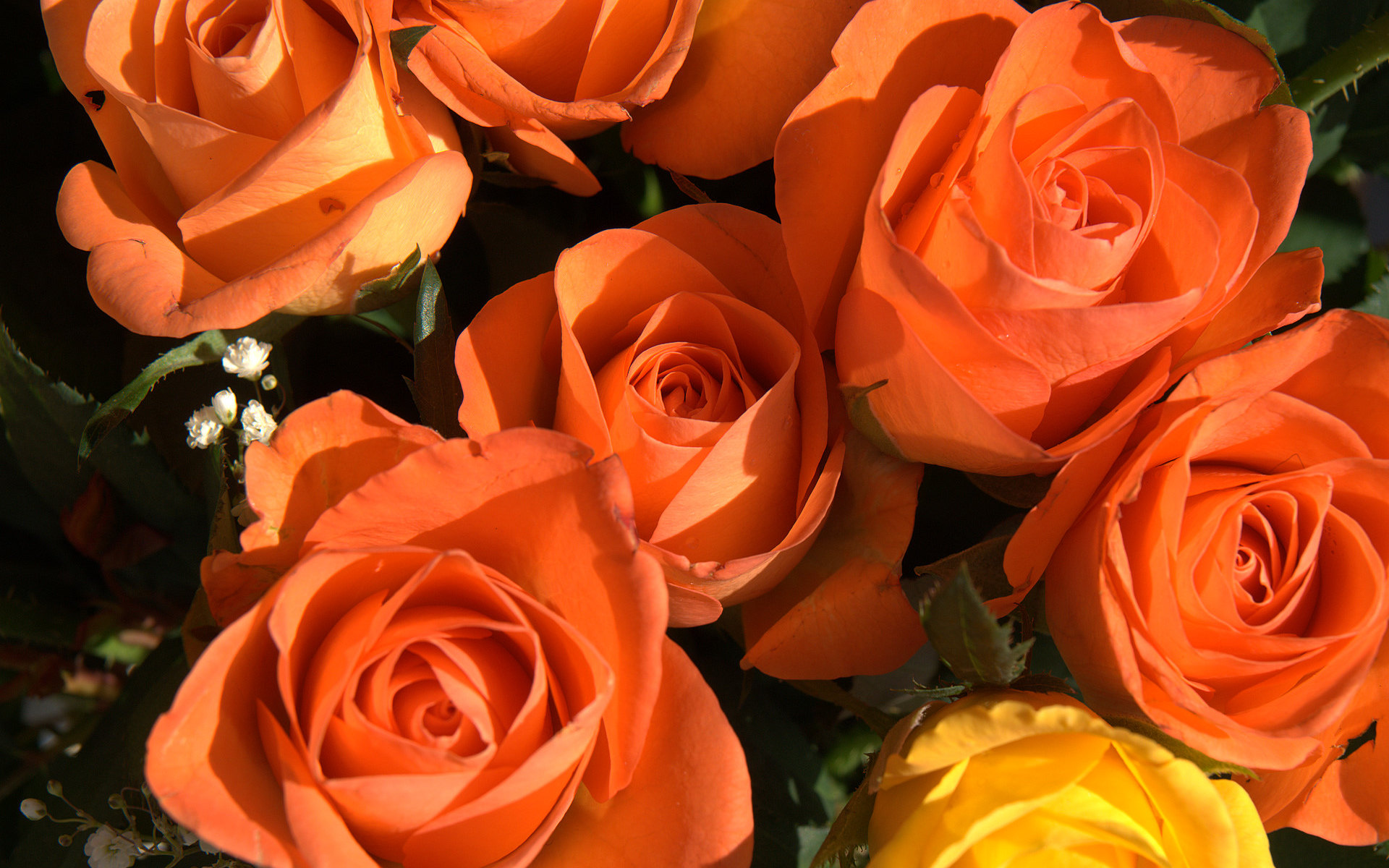 Roses images Awesome Orange Roses HD wallpaper and background