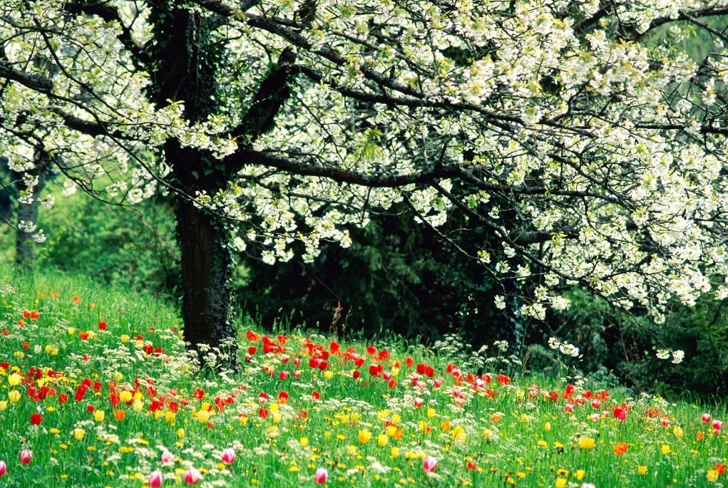 Spring HD Wallpapers Widescreen   Wallpapers