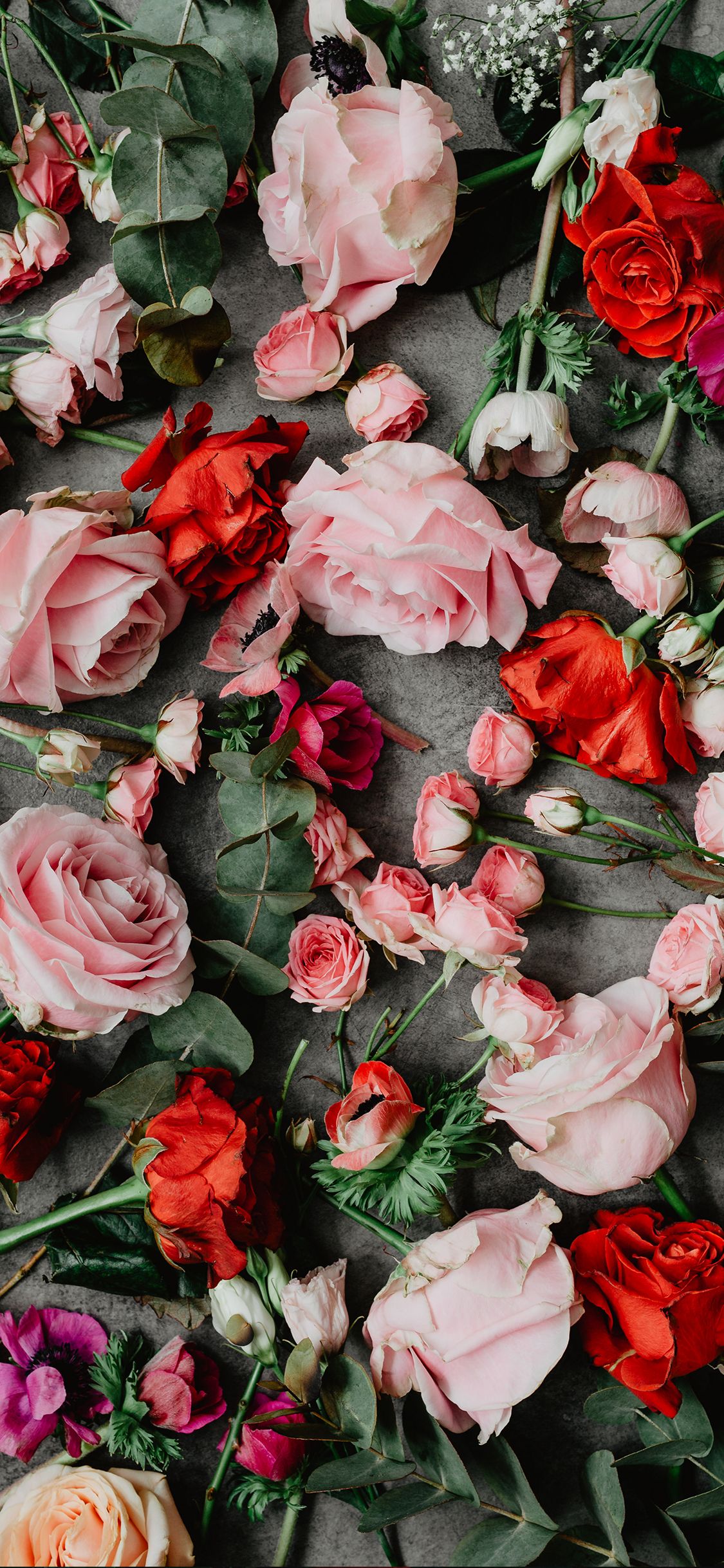 Rose Wallpaper For Iphone