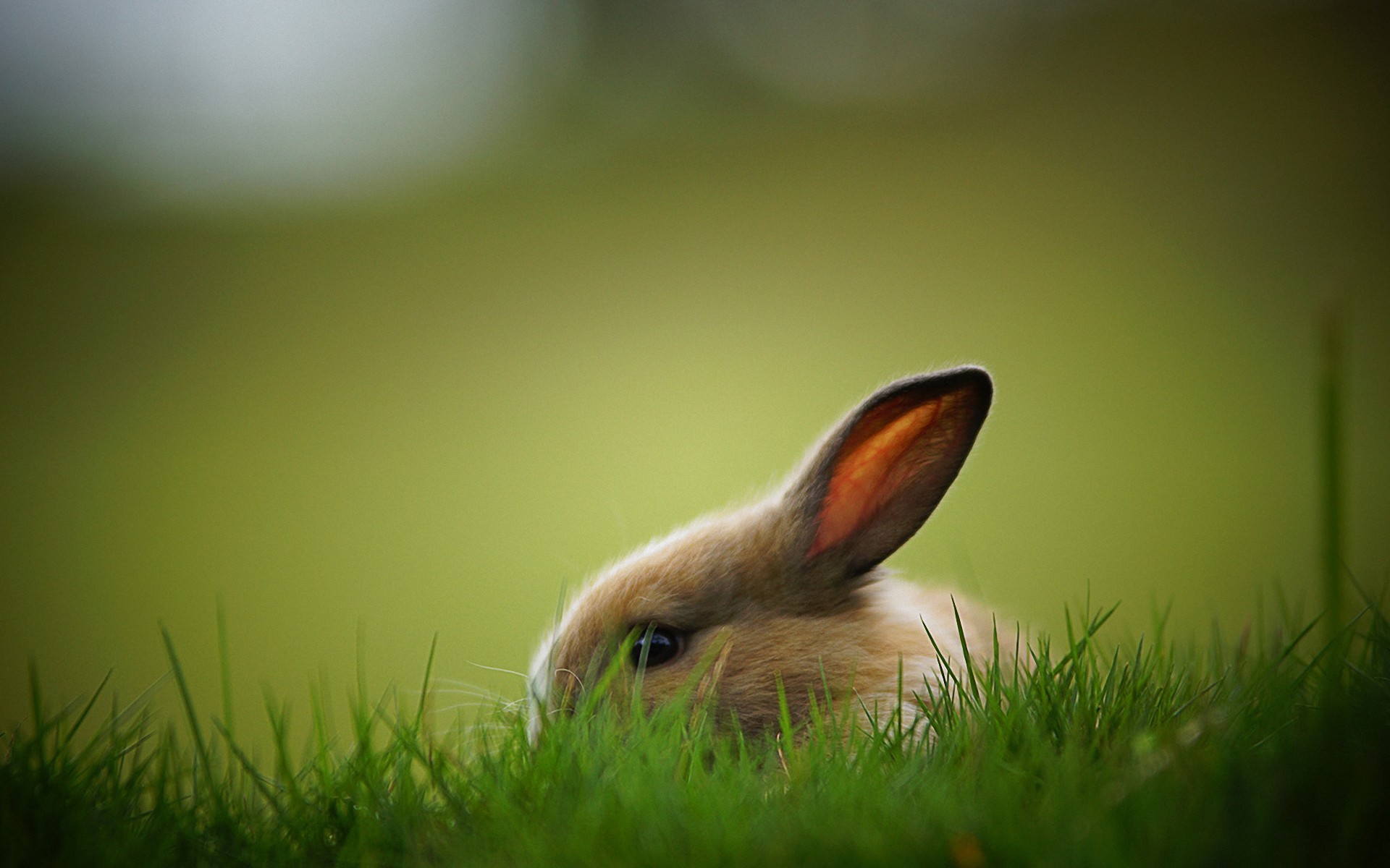 Rabbit Wallpaper HD Pictures One Background