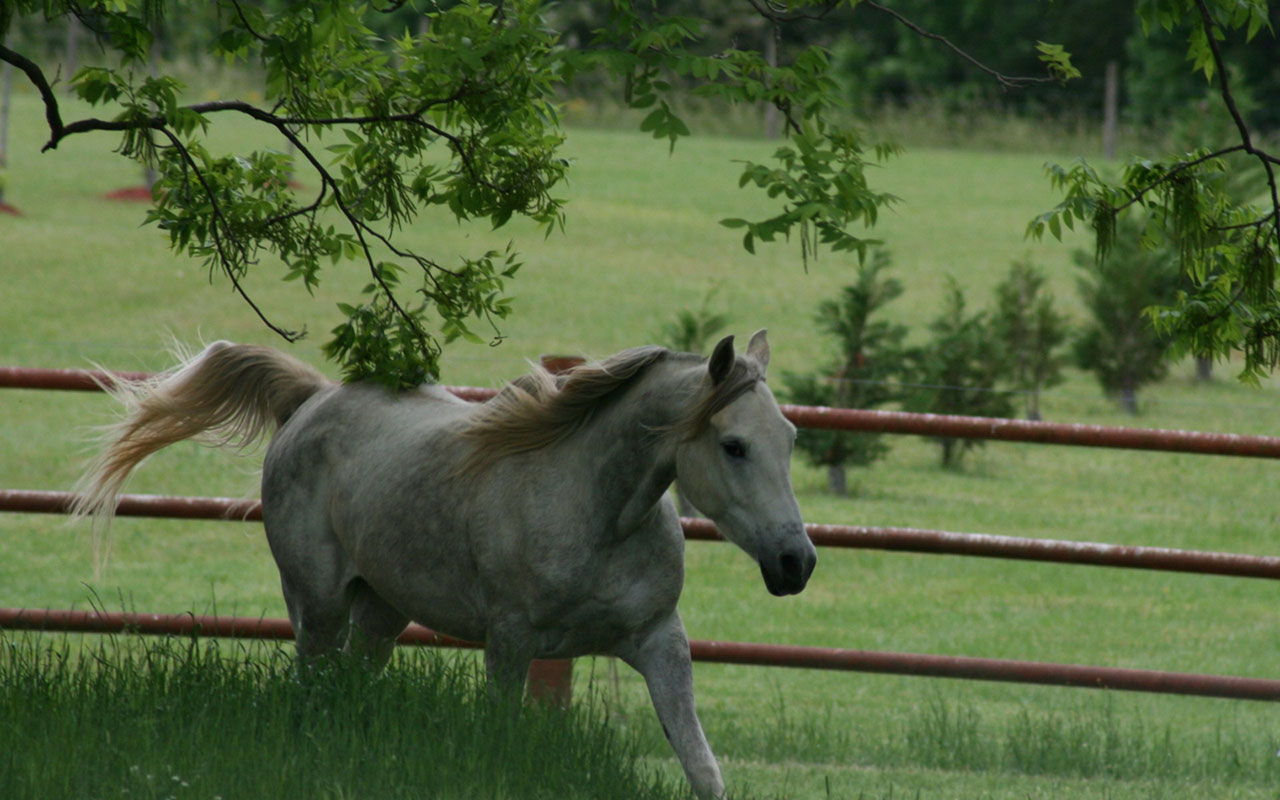 Animal Wallpaper Pentium Horse Photography