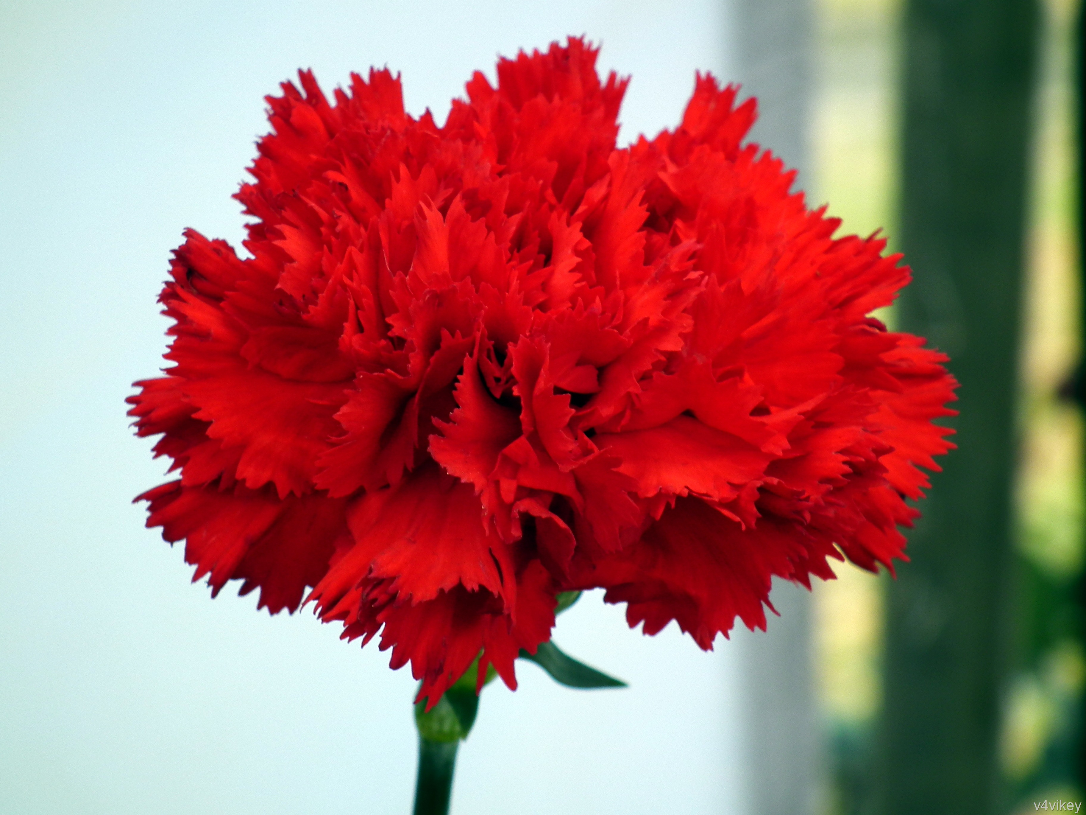 Red Carnation Flower HD Wallpaper Tadka
