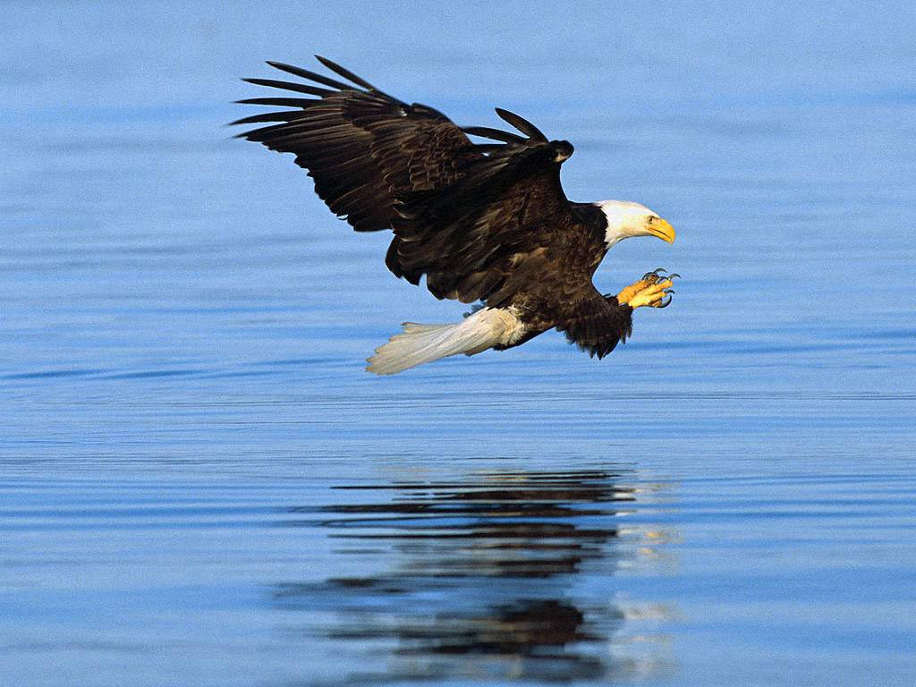 Bald Eagle Wallpapers   Funny Animals