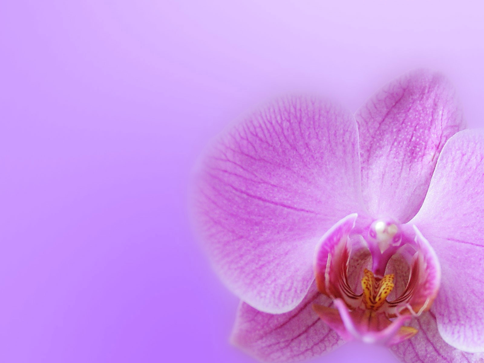 Puters Windows Orchid Background For Your Puter Desktop