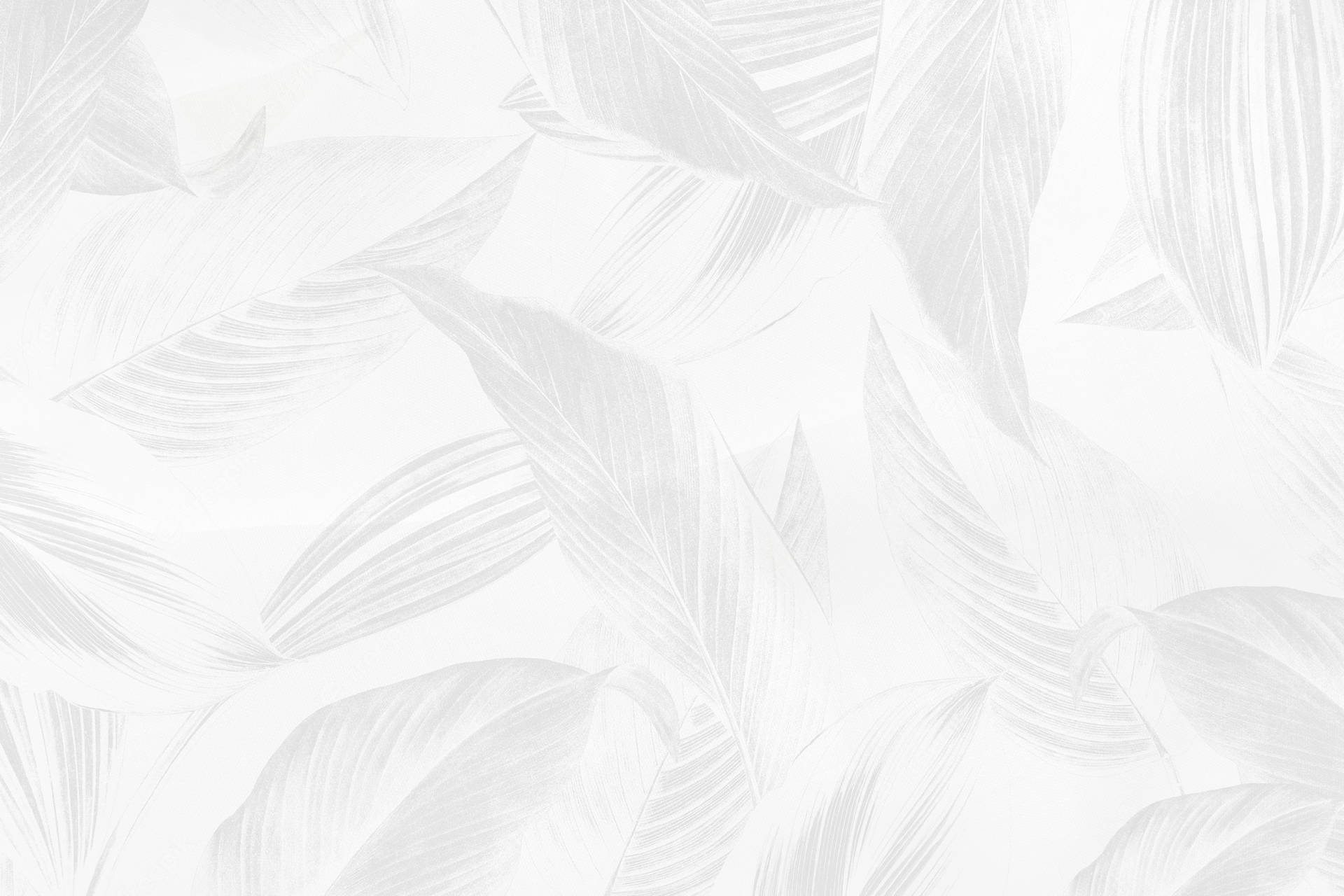 Plain White Wallpaper