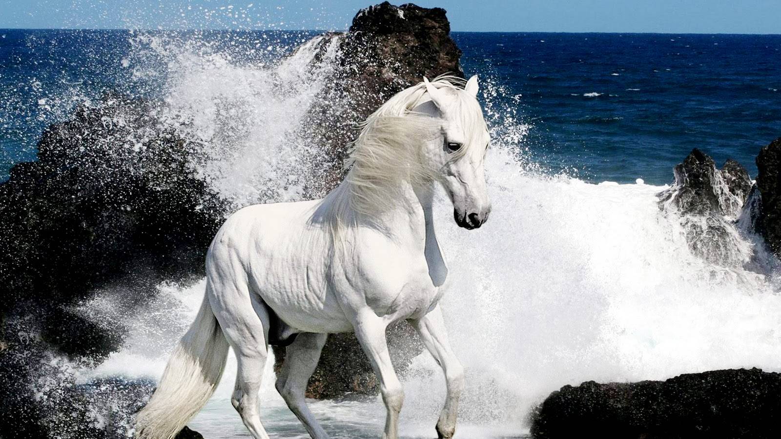 White Horse And Waves Horses Wallpaper