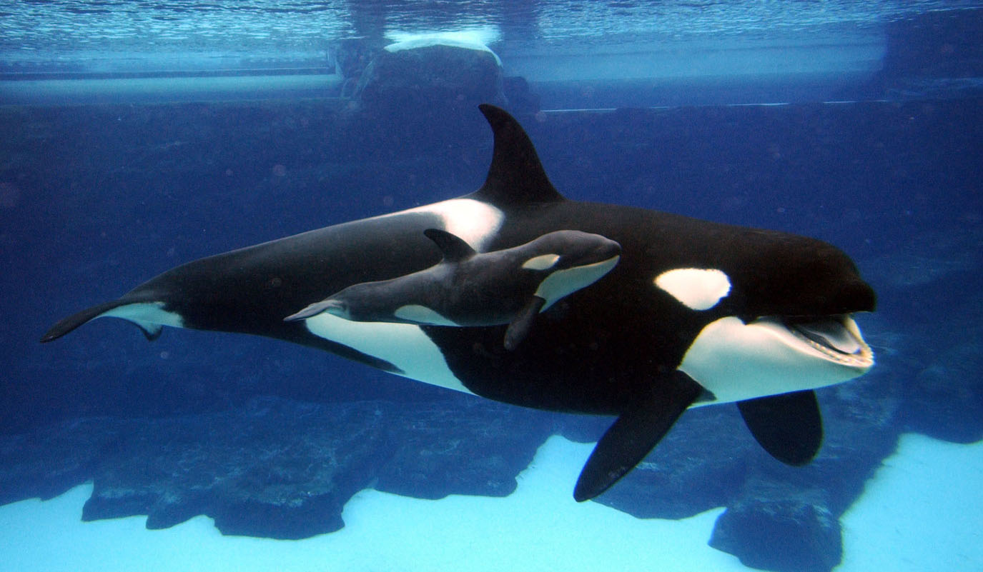 Killer Whale Orca Wallpaper And Background