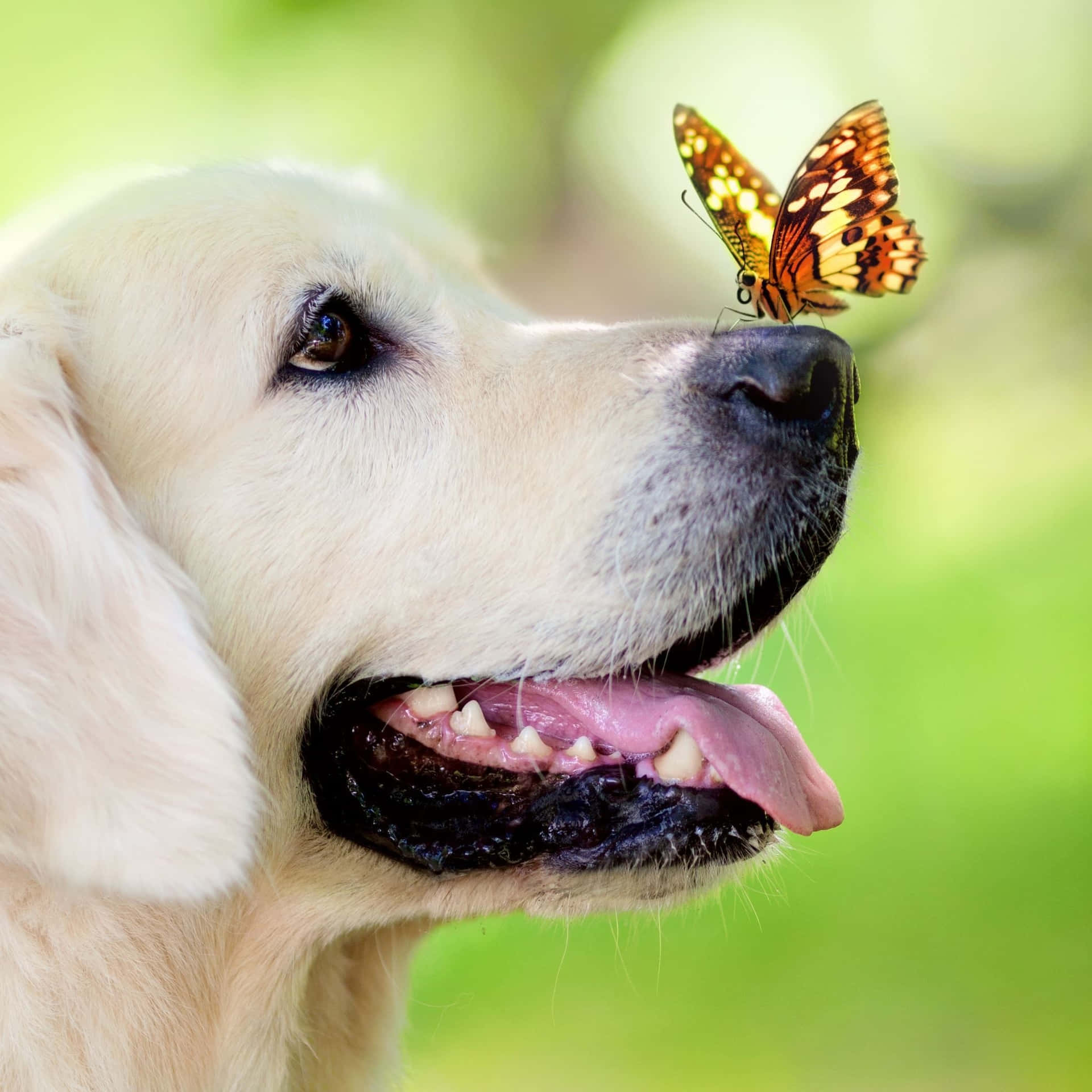 Dog Aesthetic Wallpaper
