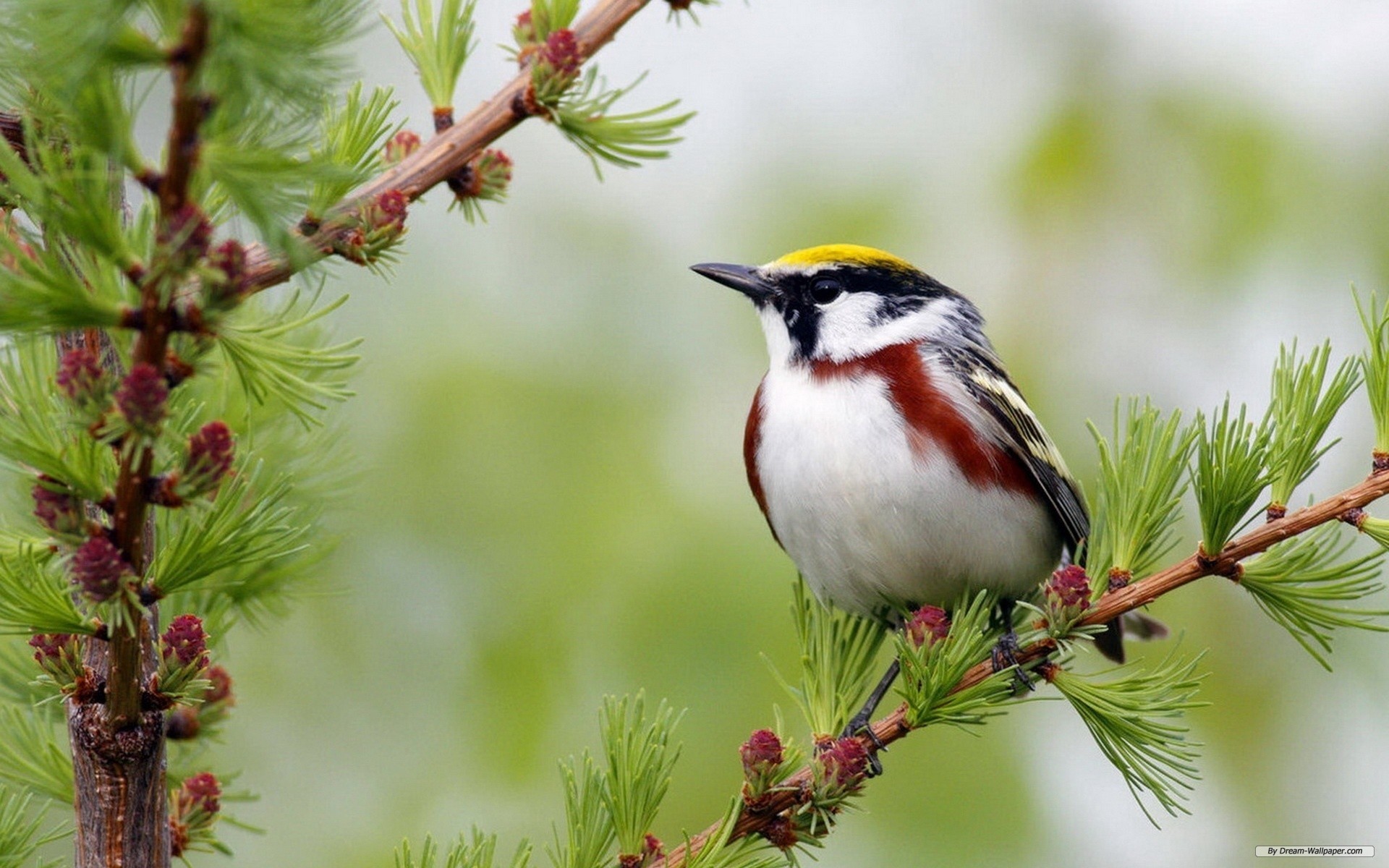 Wallpaper Animal Spring Flowers And Birds