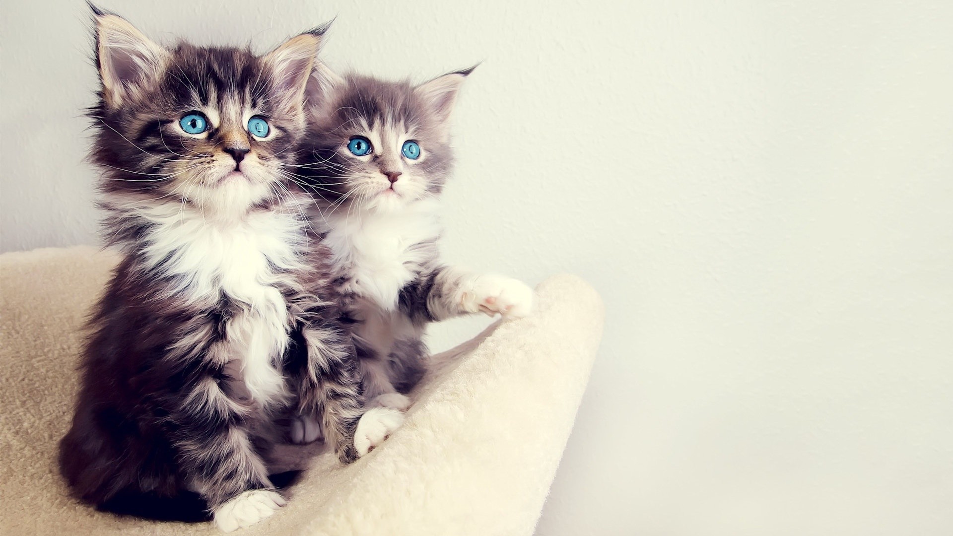 Two Adorable Maine Coon Kittens with Bright Blue Eyes