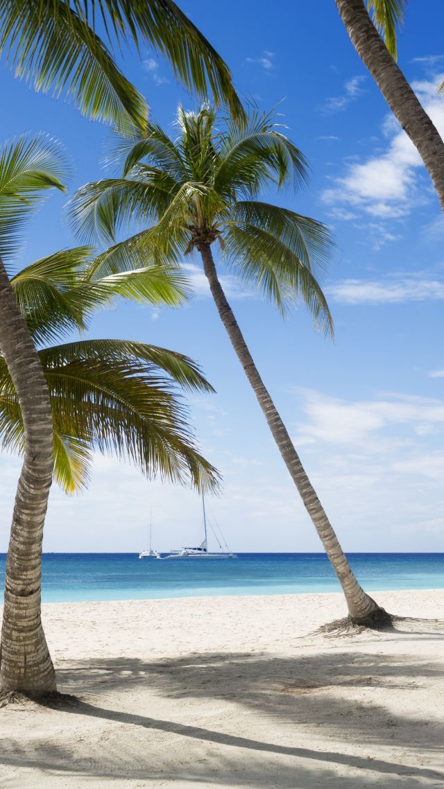 Jamaika 5k 4k wallpaper The Caribbean beach palms sky