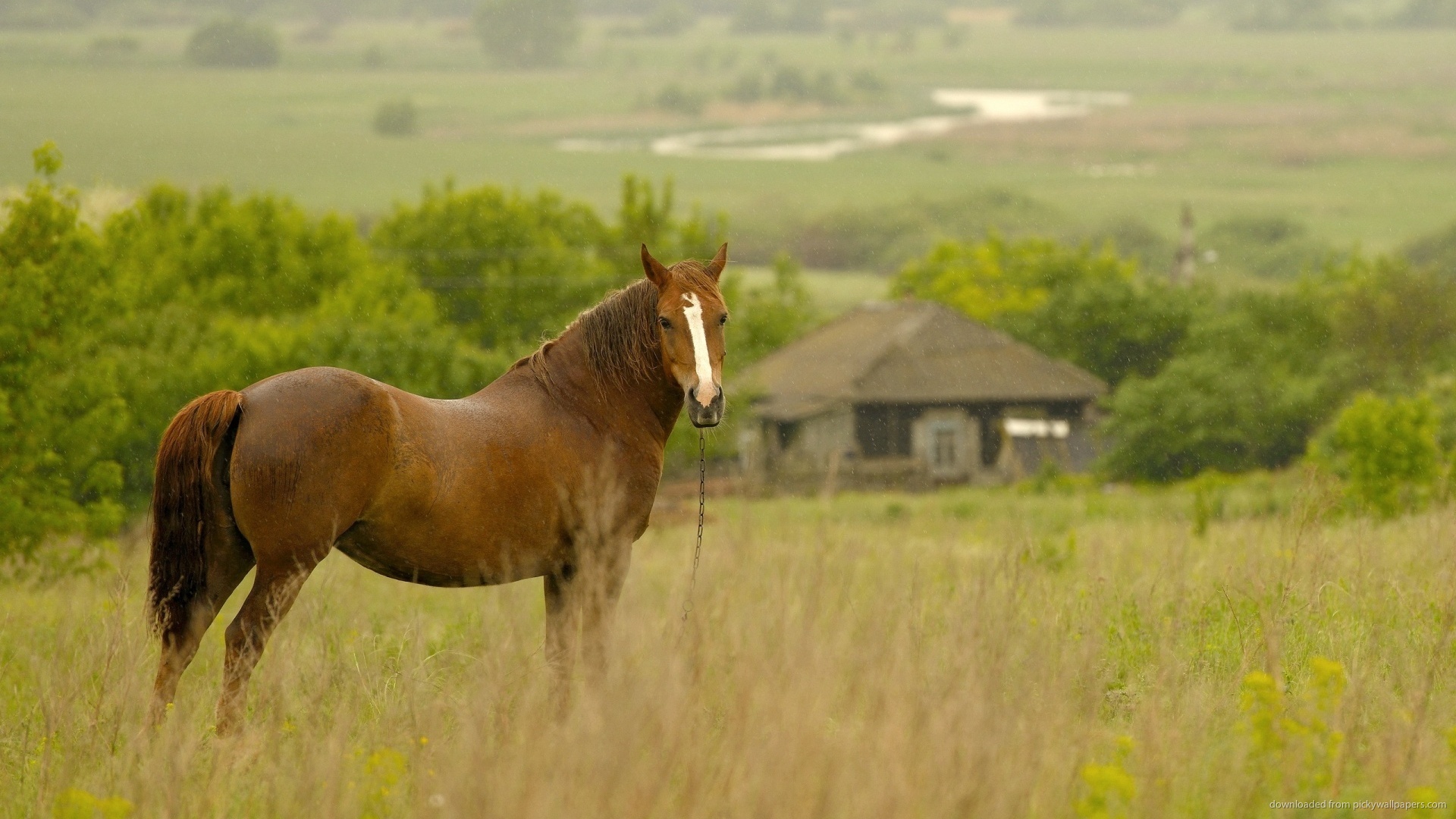 Brown Horse In A Field Wallpaper Picture For iPhone Blackberry iPad