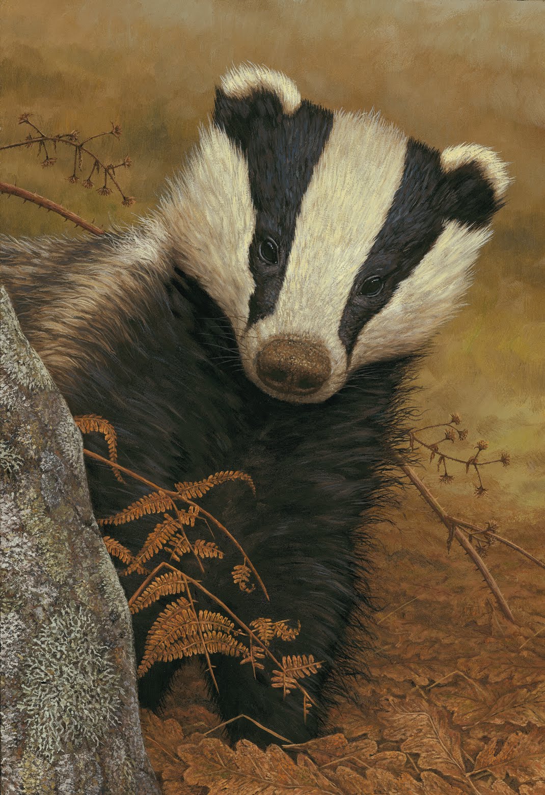 images of robert e fuller birthday badger wallpaper bucky badger