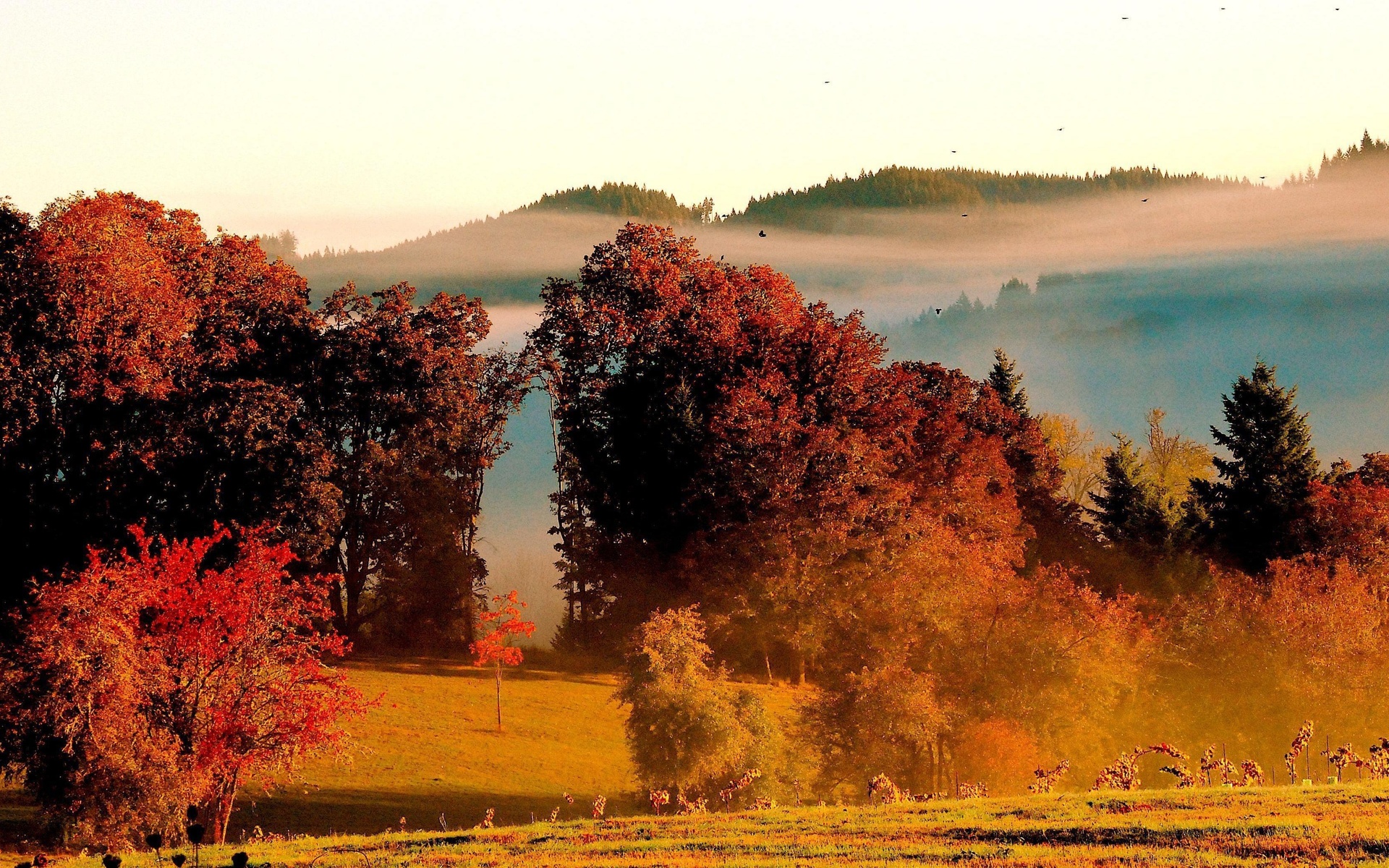 Eugene Oregon Fall Colors At King Estate Winery Desktop And Mobile