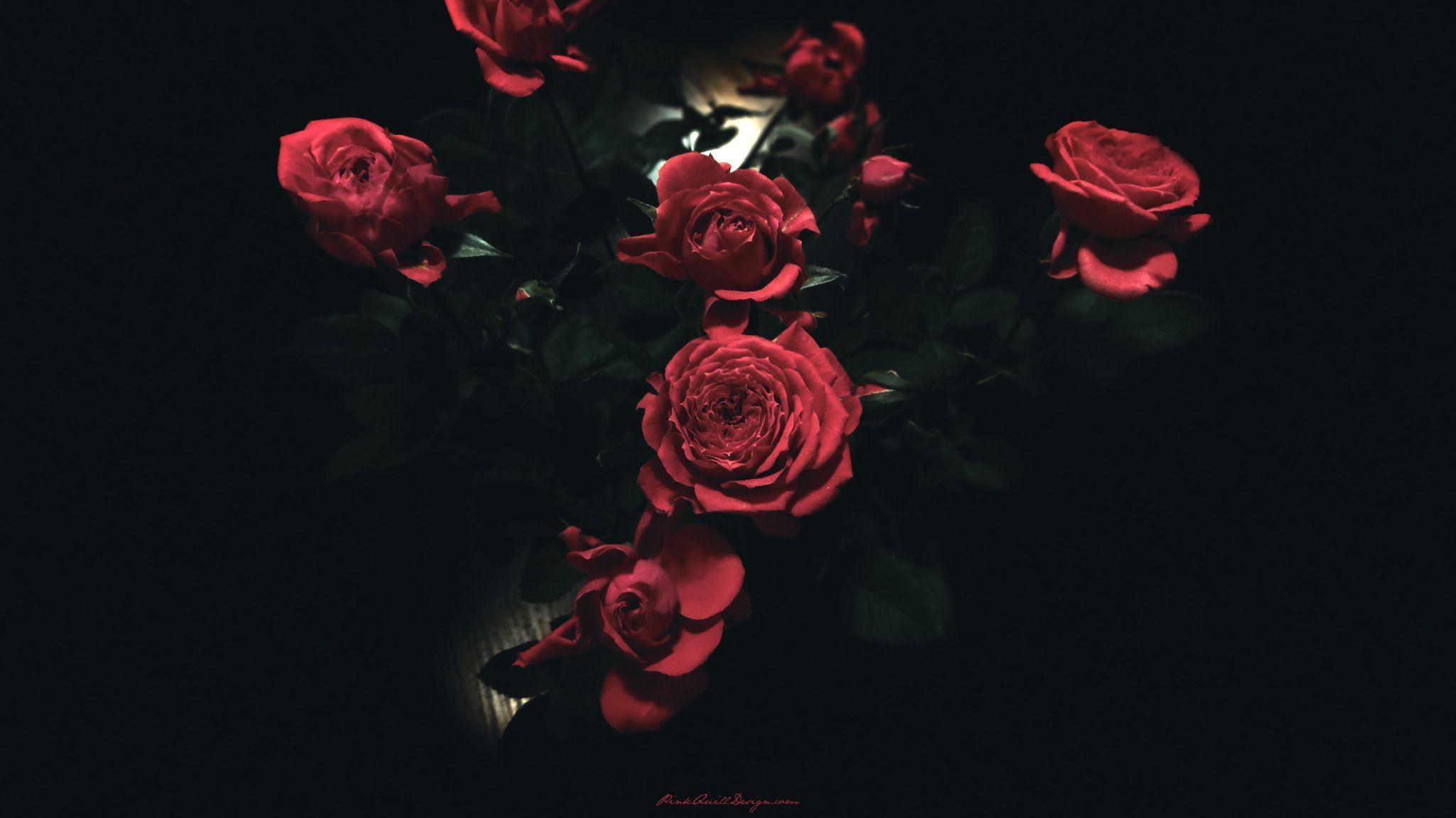 Dark Red Roses Widescreen Wallpaper