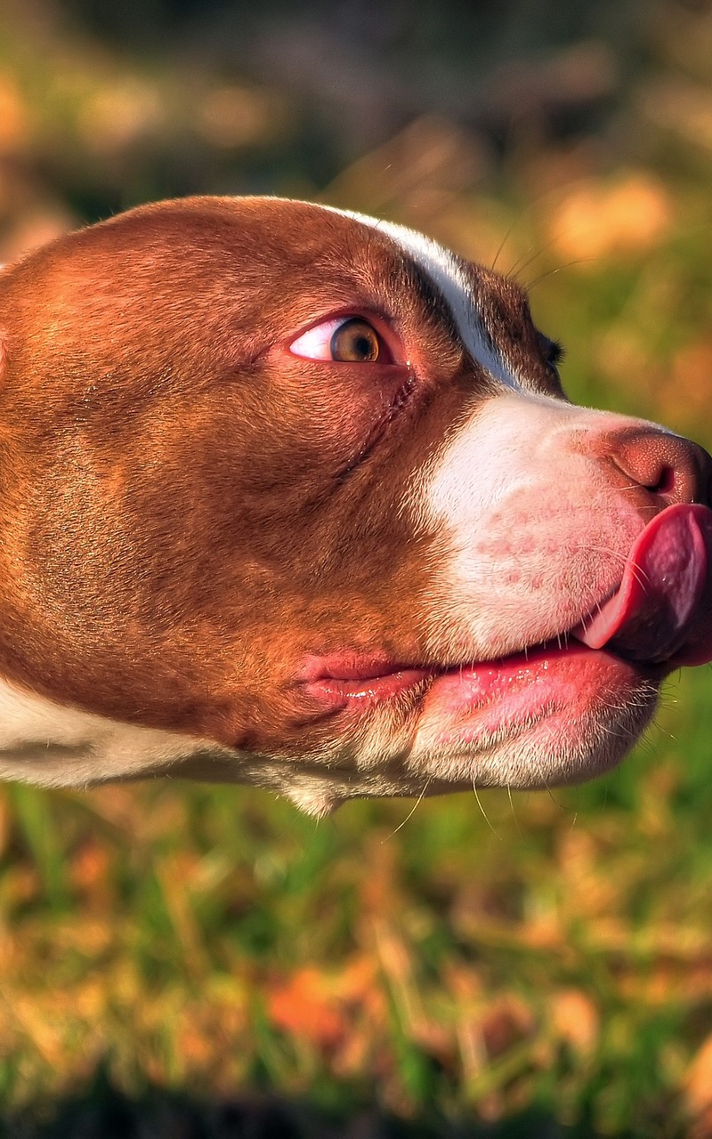 Wallpaper American Bully Animal Face Tongue
