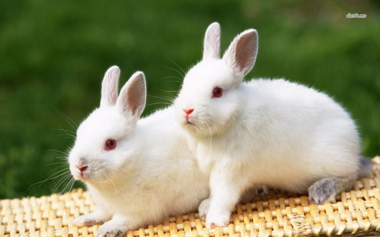 White Rabbits Animal Wallpaper Full HD