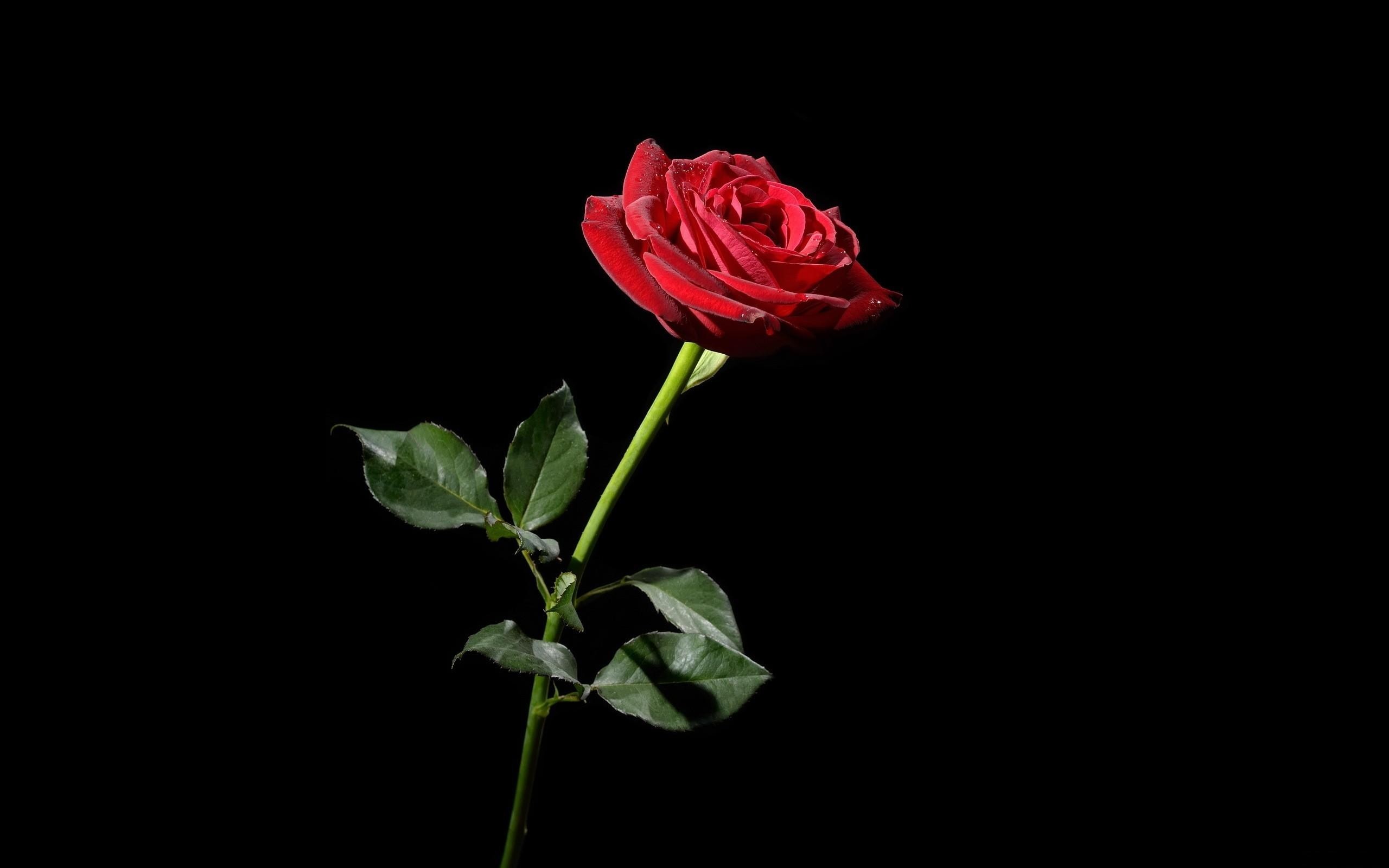 Red Rose With Black Background Image
