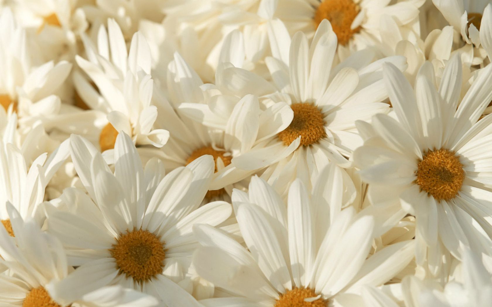 Nature Flower Wallpaper
