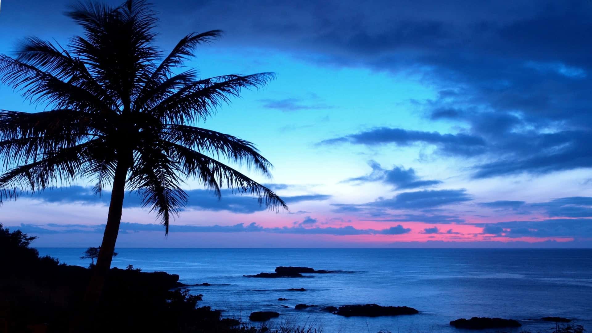 Desktop Palm Tree HD Wallpaper