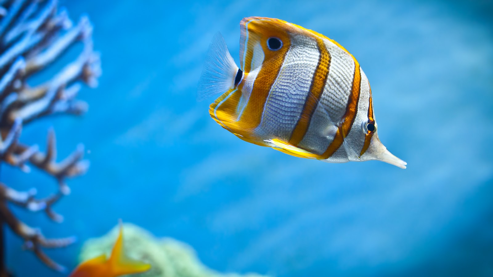 Fish 4k ultra hd 16:10 wallpapers hd, desktop backgrounds 3840x2400, images  and pictures