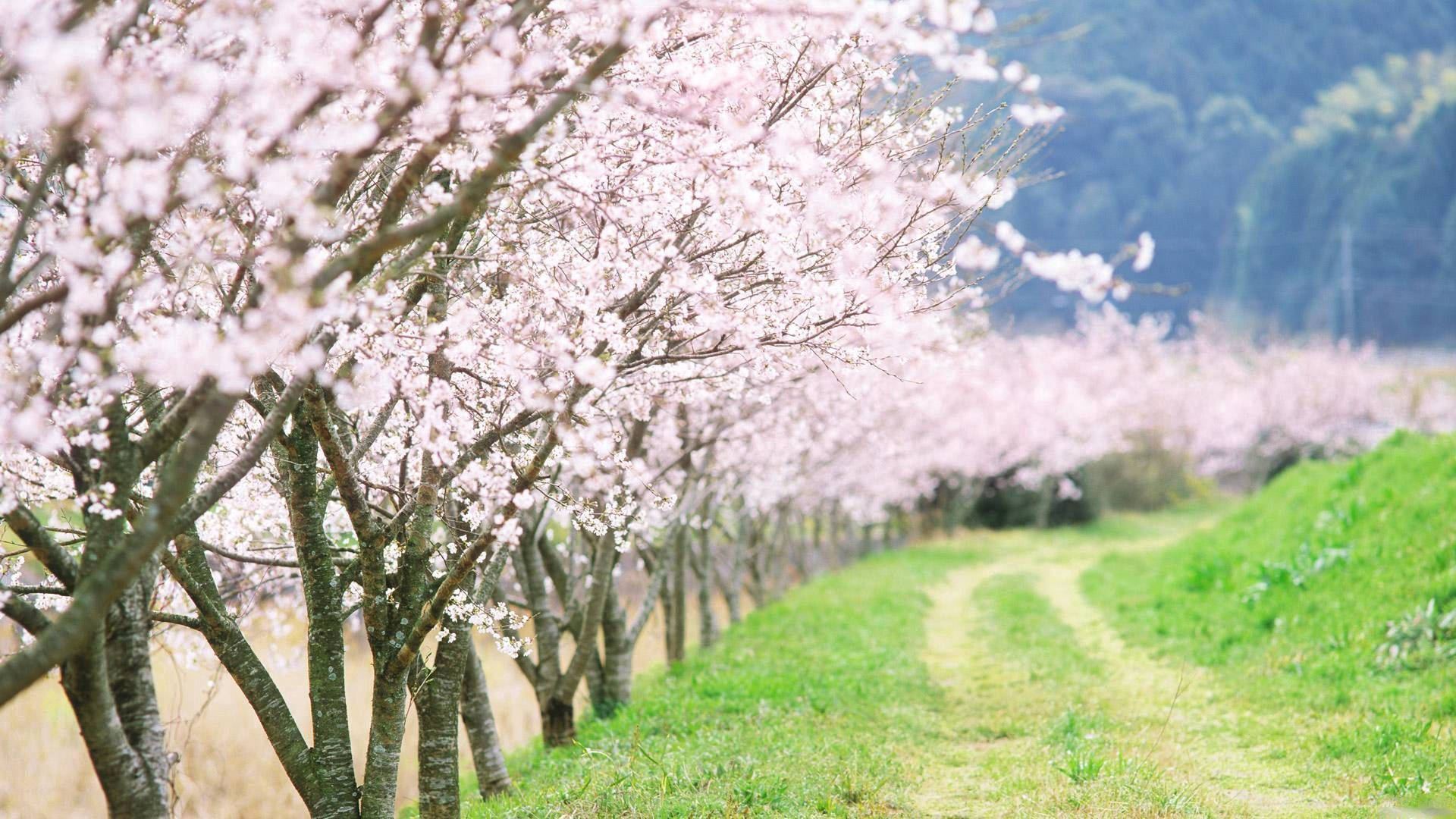 Country Road Wallpaper