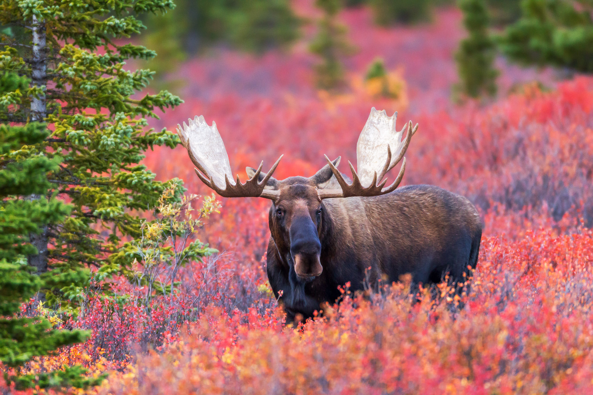 Moose In Fall Color Denali Natl Park Fine Art Photo Print Wallpaper
