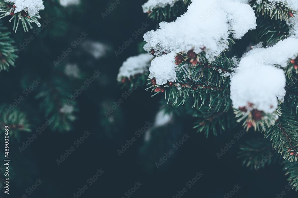 Beautiful Christmas Background with snow covered green pine tree