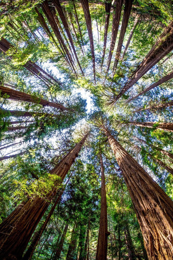Amazing Trees At Muir Woods National Monument California Usa