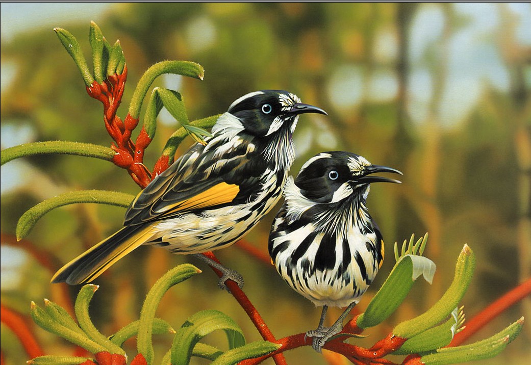 Beautiful Birds For PC HD wallpaper  Pxfuel